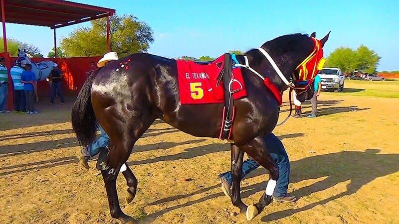 apuestas carreras caballos